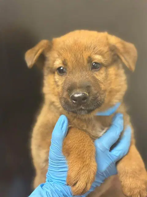 Cap'n Crunch - German Shepherd Dog