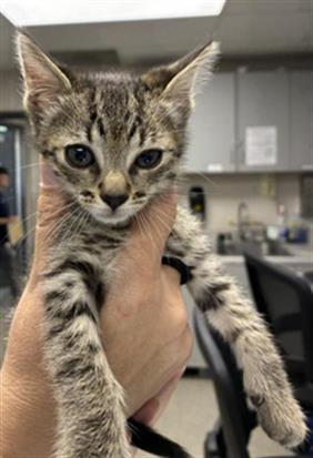 JERRY, a cat for adoption from Tulare County Animal Control