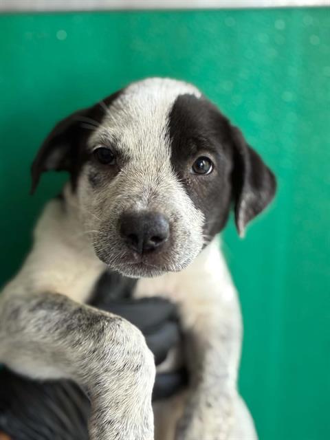 *LEIGH, a dog for adoption from Tulare County Animal Control