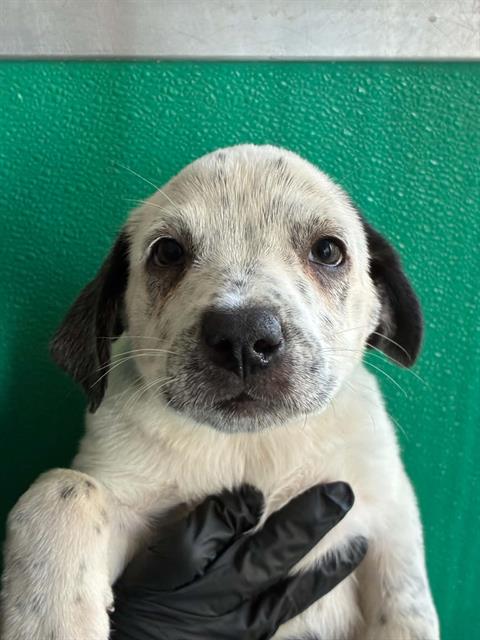 *TRACY, a dog for adoption from Tulare County Animal Control