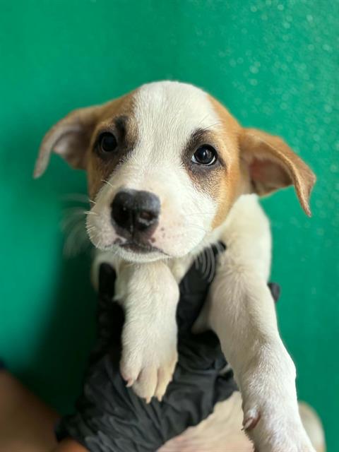 *ROGER, a dog for adoption from Tulare County Animal Control