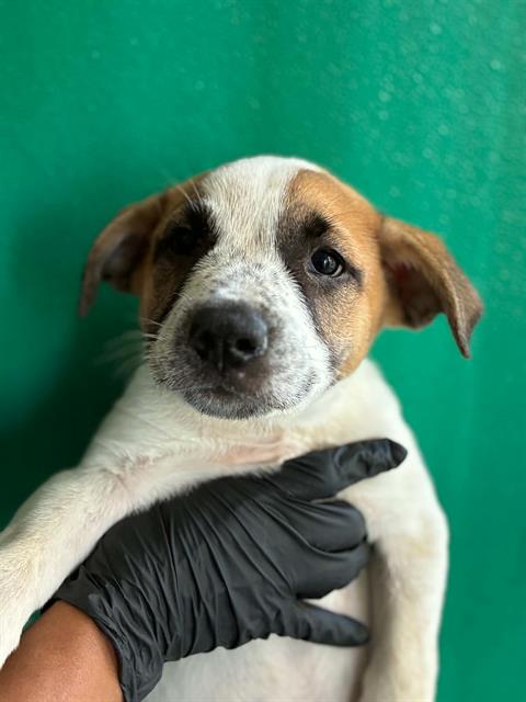 *BRIAN, a dog for adoption from Tulare County Animal Control