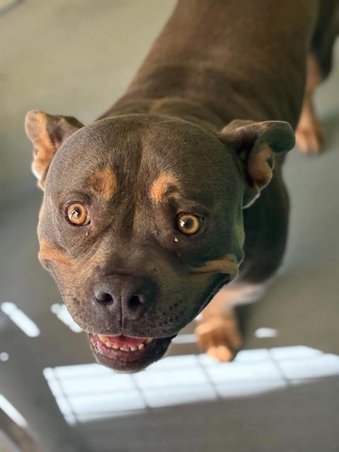 PETTY SHARP, a dog for adoption from Tulare County Animal Control