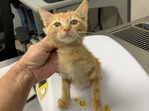 A256377, a cat for adoption from Tulare County Animal Control