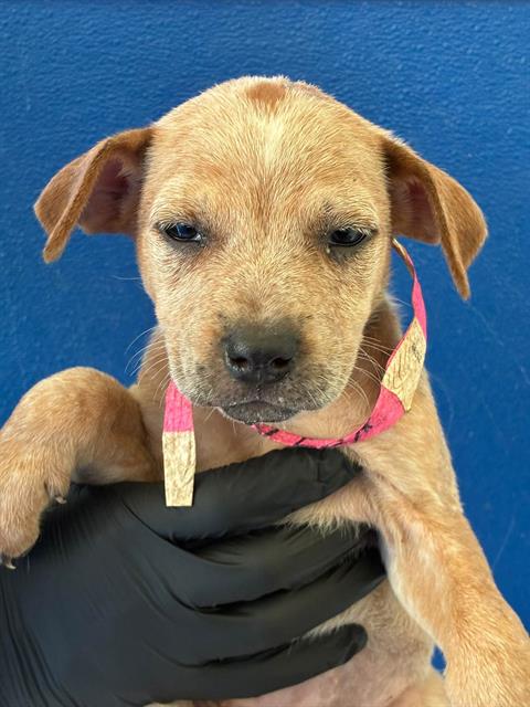 *BUBBLES, a dog for adoption from Tulare County Animal Control