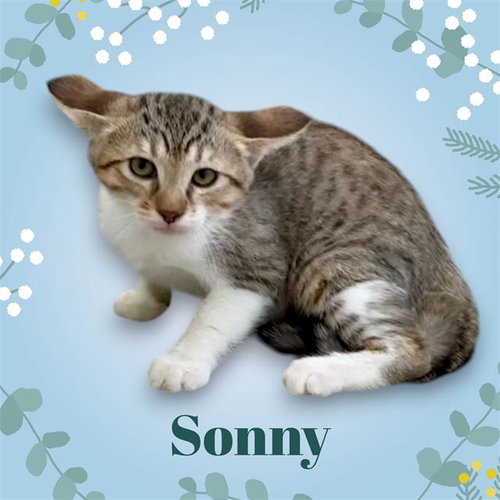 *SONNY