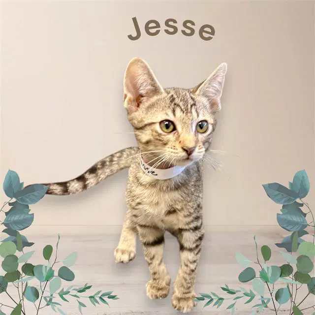 Jesse - Domestic Short Hair