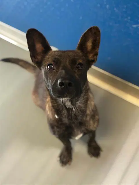 Elena - Australian Cattle Dog/Blue Heeler