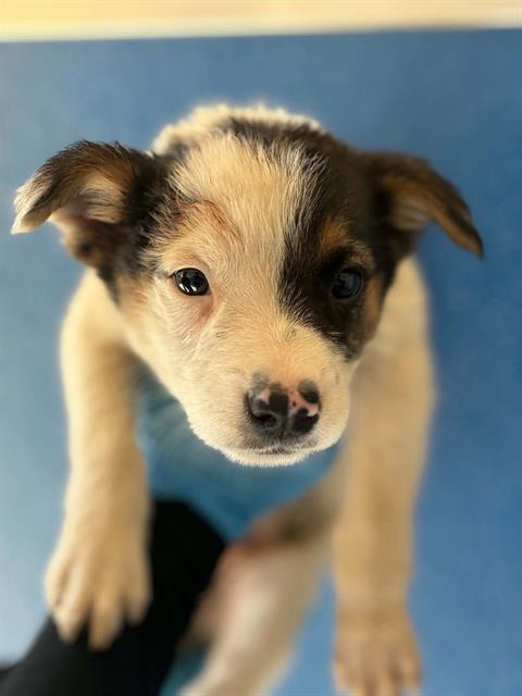 A256420, a dog for adoption from Tulare County Animal Control