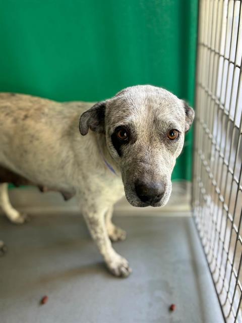 *DAWN, a dog for adoption from Tulare County Animal Control
