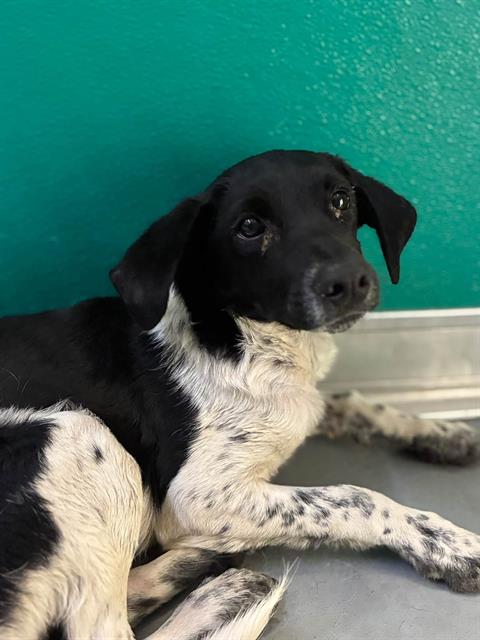 A256578, a dog for adoption from Tulare County Animal Control