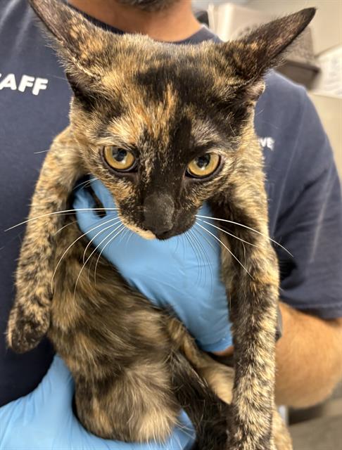 *CHLOE, a cat for adoption from Tulare County Animal Control