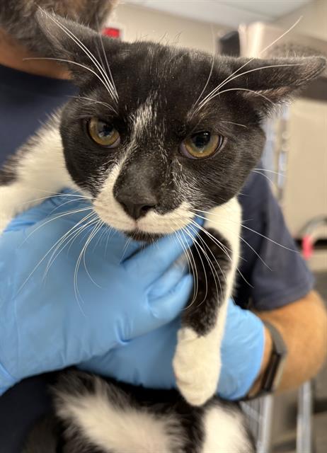 *BOOTS, a cat for adoption from Tulare County Animal Control
