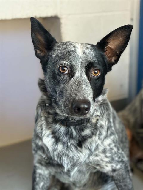 *GWEN, a dog for adoption from Tulare County Animal Control