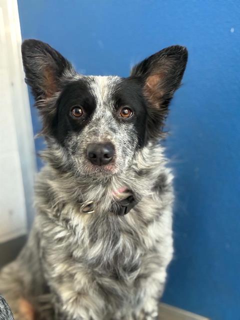 *STACY, a dog for adoption from Tulare County Animal Control