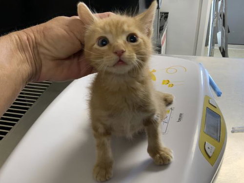A256428, a cat for adoption from Tulare County Animal Control