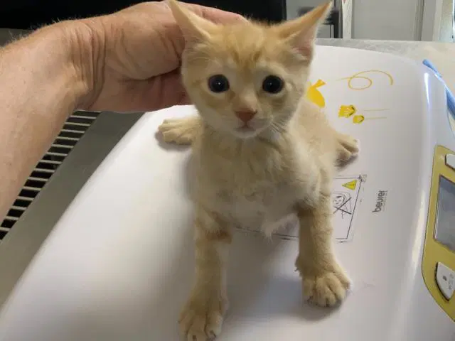 Unknown - Domestic Short Hair