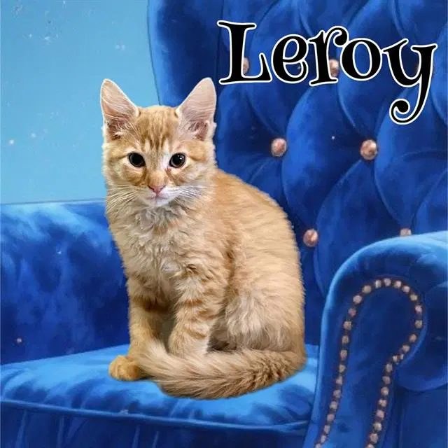 Unknown - Domestic Medium Hair