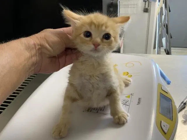 Unknown - Domestic Medium Hair