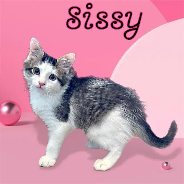 Unknown - Domestic Medium Hair