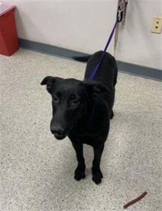 A256548, a dog for adoption from Tulare County Animal Control