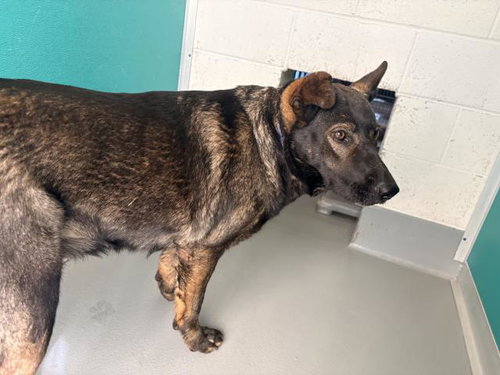 A256615, a dog for adoption from Tulare County Animal Control
