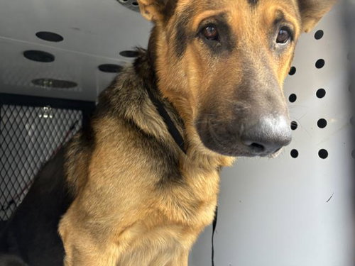 A256617, a dog for adoption from Tulare County Animal Control
