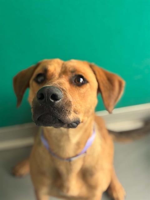 *HALLO, a dog for adoption from Tulare County Animal Control