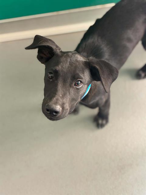*Hubie, Labrador Retriever