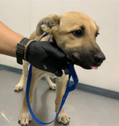 A256717, a dog for adoption from Tulare County Animal Control