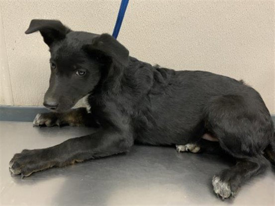 A256718, Border Collie