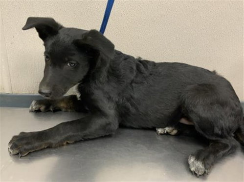 A256718, a dog for adoption from Tulare County Animal Control