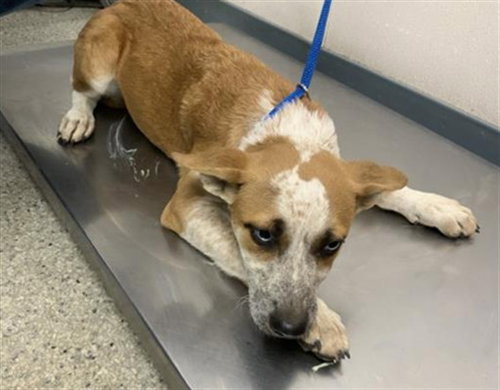 A256719, a dog for adoption from Tulare County Animal Control