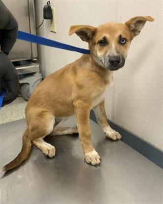 A256720, a dog for adoption from Tulare County Animal Control