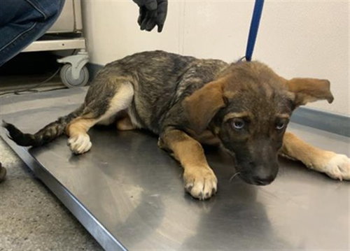 A256721, a dog for adoption from Tulare County Animal Control