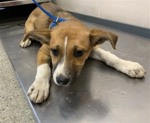 A256722, a dog for adoption from Tulare County Animal Control