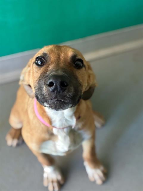 A256725, a dog for adoption from Tulare County Animal Control
