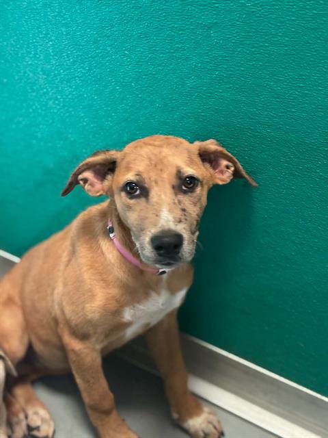 A256727, a dog for adoption from Tulare County Animal Control