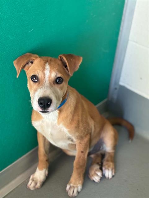A256729, a dog for adoption from Tulare County Animal Control