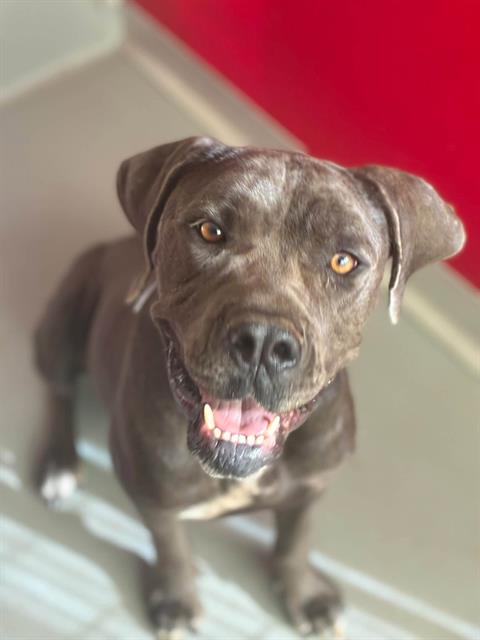 *Isla, Cane Corso Mastiff