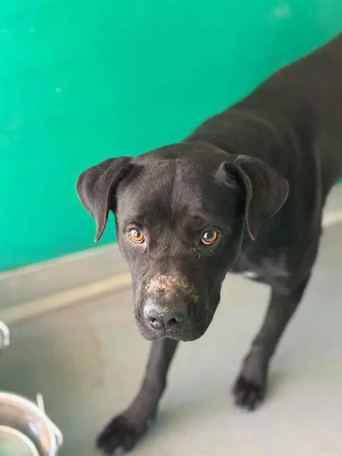 Johnny Cash - Pit Bull Terrier