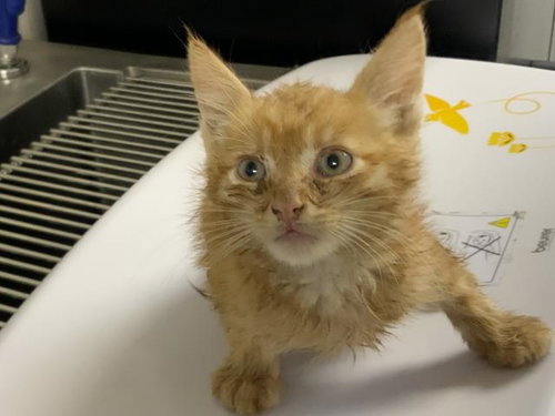 *COPPER, a cat for adoption from Tulare County Animal Control