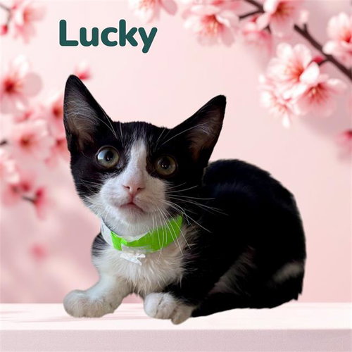 *LUCKY, a cat for adoption from Tulare County Animal Control