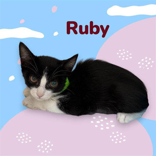 *RUBY, a cat for adoption from Tulare County Animal Control