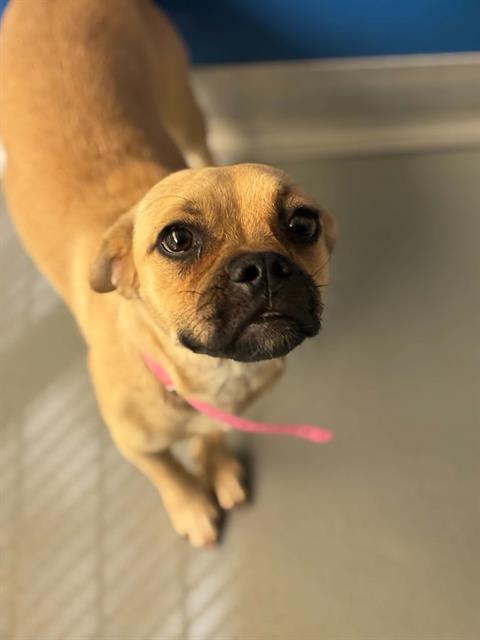 *SYDNEY, a dog for adoption from Tulare County Animal Control