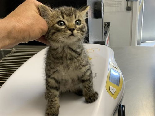 *LEO, a cat for adoption from Tulare County Animal Control