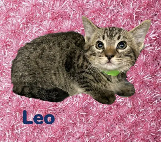 Leo - Domestic Short Hair
