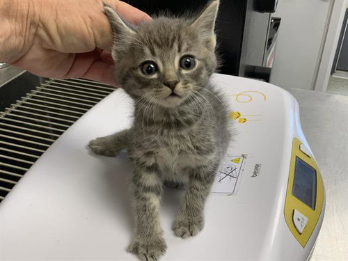 *SHADOW, a cat for adoption from Tulare County Animal Control