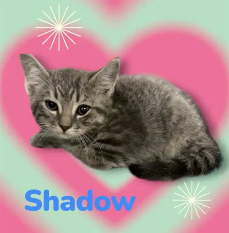 Shadow - Domestic Short Hair