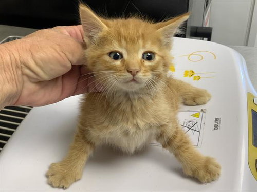 *BLAZE, a cat for adoption from Tulare County Animal Control